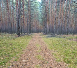 Прирезка лесных участков Кадастровые работы в Челябинске